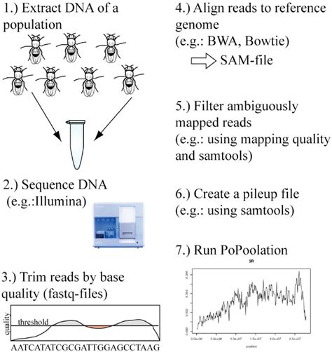 Outline Of A Population Genetic Analysis From Pooled Sequence Data