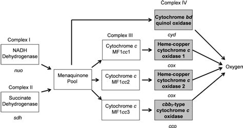 The Myxococcus Xanthus Electron Transport Chain Phylogenetic Trees