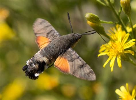 Hummingbird Hawk-moth: Identification, Life Cycle, Facts & Pictures