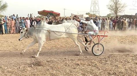 New Bill Bull Race in خانیوال مہر شاہAugust 20 2022Bit ka jalsa all