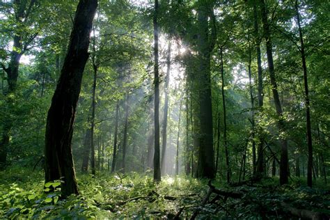 Białowieża Forest Poland ・ Popularpics ・ Viewer For Reddit