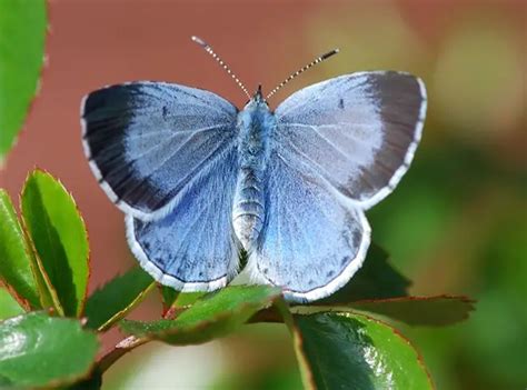 40 Different types of beautiful Blue Butterfly species - EnviEarth