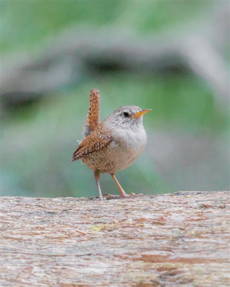 Best Wren Images On Pholder Birding Corridor And Nature Is