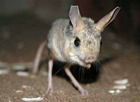 5 Fakta Jerboa Hewan Kecil Yang Mirip Tikus Kanguru Dan Kelinci