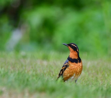 Varied Thrush – April Bird of the Month – 2019 – Kachemak Bay Birders