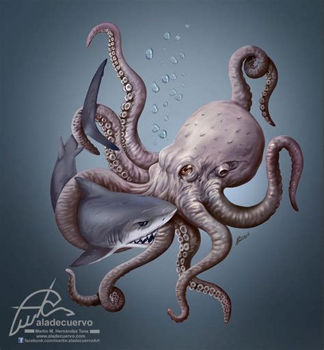 Octopus Vs Shark Martin Mariano Hernandez Tena Octopus Drawing