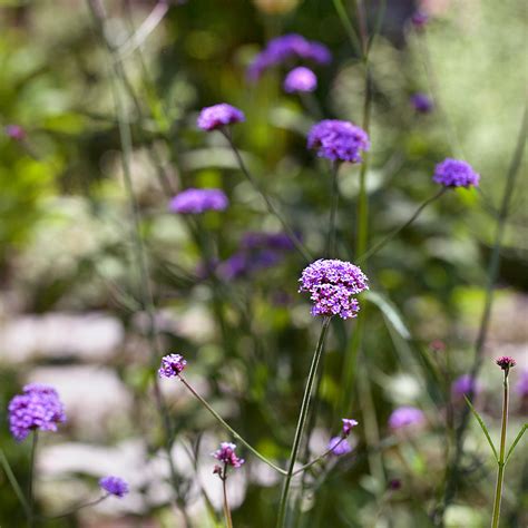 Verbena Bonariensis Purple Top Vervain Ian Barker Gardens