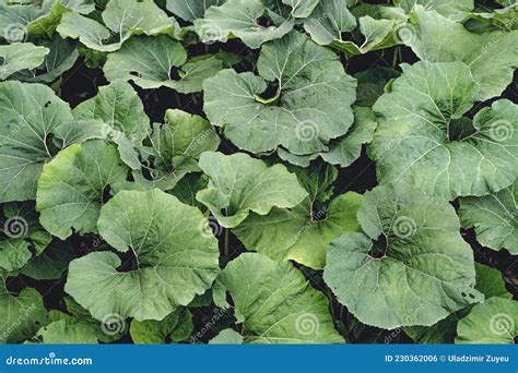 Fondo De Bosque Oscuro Grandes Y Hermosas Hojas Verdes De Plantas