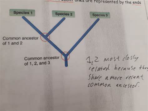 Spices And Taxonomy Flashcards Quizlet