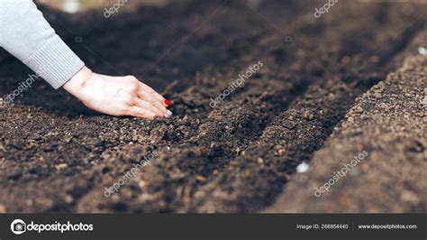 Woman Hand Putting Seed Into Soil In The Spring Sow Vegetable Seeds