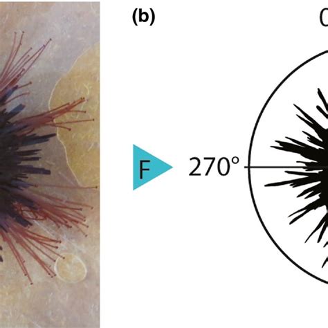 A Sea Urchin Paracentrotus Lividus Showing Its Extended Tube Feet