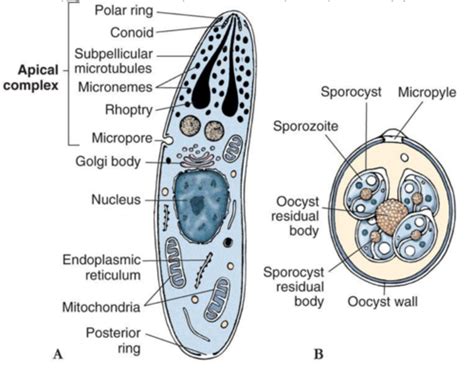 Apicomplexa Toxoplasma And Plasmodium Flashcards Quizlet