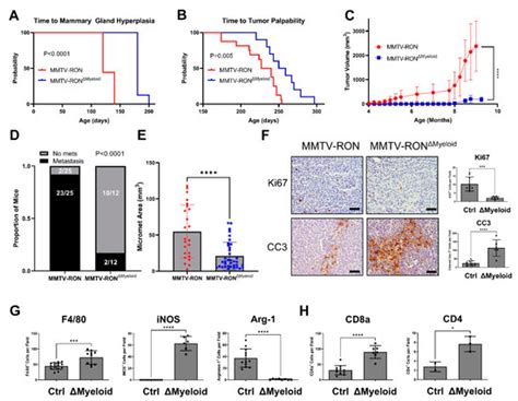 Cancers Free Full Text RON MST1R And HGFL MST1 Co