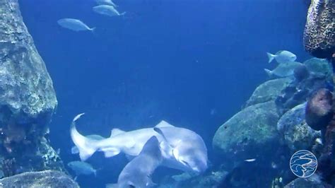 Bite Me: Sand Tiger Shark Mating Captured On Live Webcam At Tennessee ...