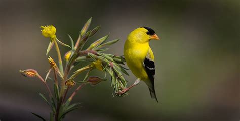 American Goldfinch A Beautiful Bird That Stands Out With Beautiful Lemon Yellow Plumage Video