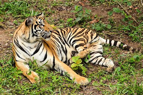 Fundo Tigre De Bengala Predador Tigre Carn Voro Foto E Imagem Para