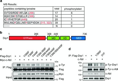 C Abl Phosphorylates Drp At Y Y And Y A Phosphorylation