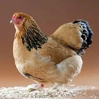 Brahma Chicken Breed Information | Poultry Care Sunday