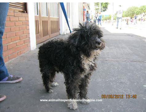 Animalitos Perdidos En Colombia Encontrado BogotÁ Perro Poodle Negro