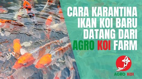 CARA KARANTINA IKAN KOI BARU DATANG DARI AGRO KOI FARM YouTube