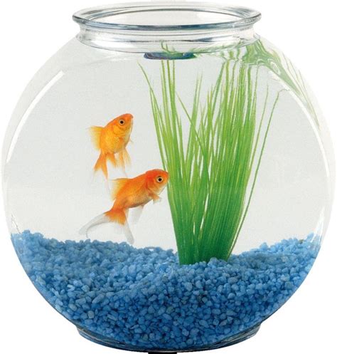 Fish Bowl Fish Bowl Ideas Terrarium Ideas Fish Taco Bowl Beta Fish Bowl