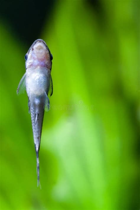 Oto Dwarf Suckermouth Otocinclus Vittatus Algae Eater Catfish Stock ...