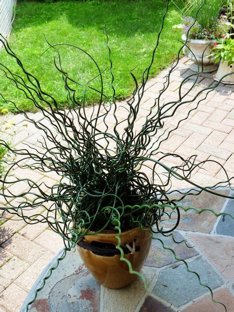 Potted Curly Grass Plants Grass Perennials