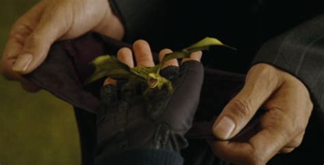 Common Welsh Green - Harry Potter Wiki