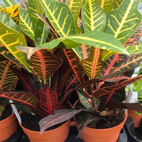 Pr Live Plant Garden Croton Petra Large Peregrine