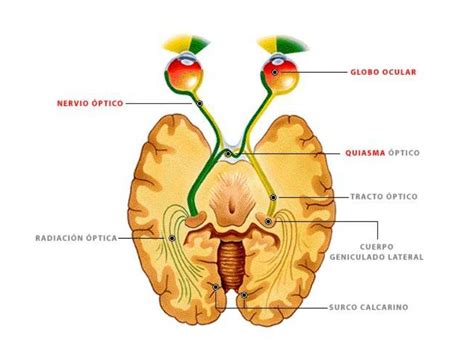 Nervio Ptico