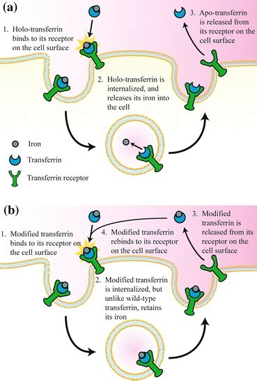 A Schematic Of The Tf Tfr Trafficking Pathway B The Proposed