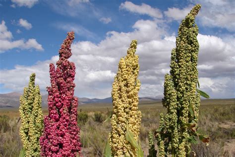 Что за растение киноа (56 фото)