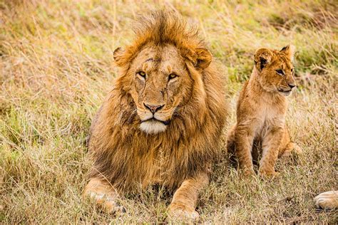 Les Lions Animaux Sauvages R Gion Photo Gratuite Sur Pixabay