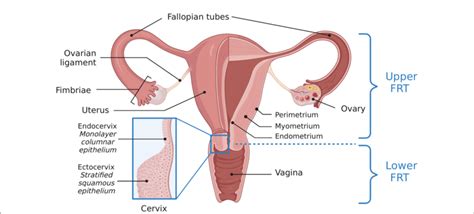 Figure E Anatomy Of The Female Reproductive Tract A Visual Depiction