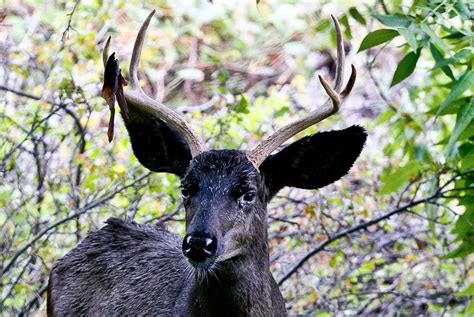 Hunter Ed Piebald Deer And Other Whitetail Genetic Anomalies