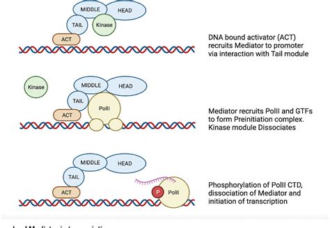 Figure From The Role Of The Mediator Complex In Fungal Pathogenesis