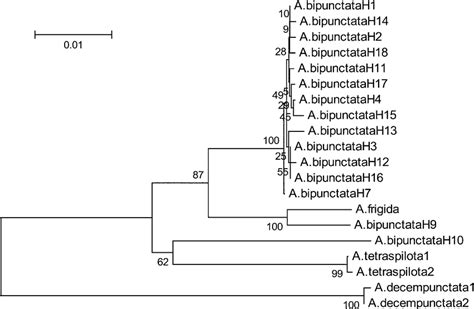 Evolutionary Relationships Based On Sequences Of Its2 Evolutionary Download Scientific Diagram