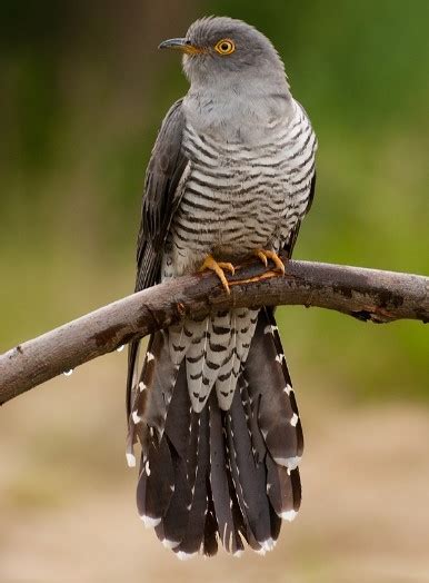 ᐈ Зозуля звичайна (Cuculus canorus) | Discover.in.ua