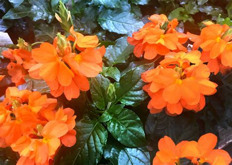 A pretty shade of the fall - Neil Sperry's GARDENS