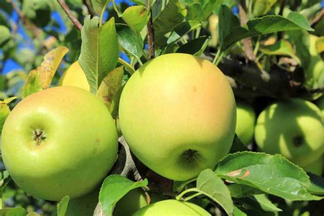 Golden Delicious Apple Tree Ubicaciondepersonascdmxgobmx