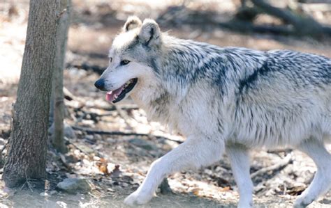 Gray Wolf Adaptations