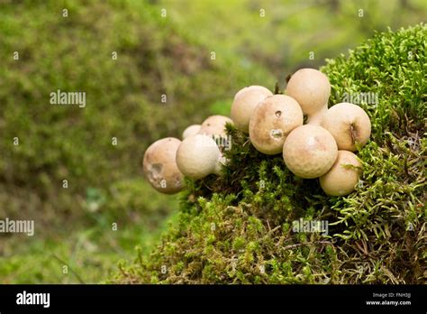 Hongos en el muñeco de MOSS Lycoperdon pyriforme comúnmente conocida