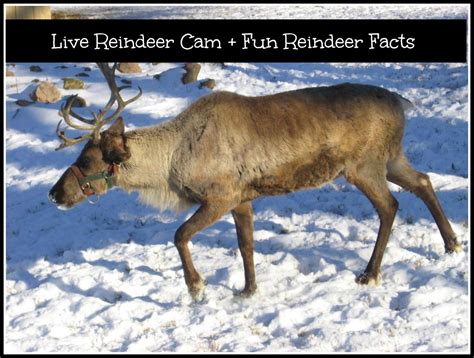 Live Reindeer Cam and Reindeer Facts