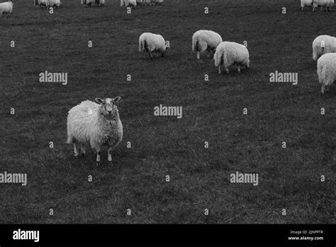 Flock Of Sheep In A Field Stock Photo Alamy