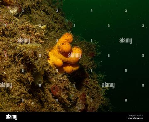 A close-up picture of the soft coral dead man's fingers or Alcyonium digitatum. Picture from the ...