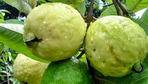 Panduan Lengkap Cara Budidaya Jambu Biji Bagi Pemula Flora Dan Fauna