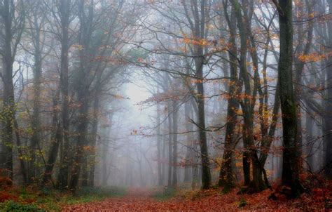 On N Est Pas Sorti Du Bois Landscape Landscape Photography Nature