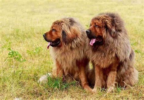 Initial Tibetan Mastiff Cost Of Ownership