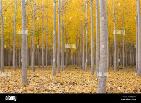 Poplar Tree Farm At Boardman Oregon In Fall Season Stock Photo Alamy