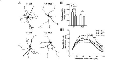 Yac Msns In Cs Co Culture Demonstrate Reduced Dendritic Length